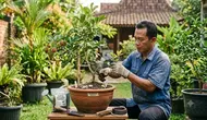 8 Cara Mengerdilkan Pohon Rambutan di Pot, Tetap Produktif dan Mudah Dirawat