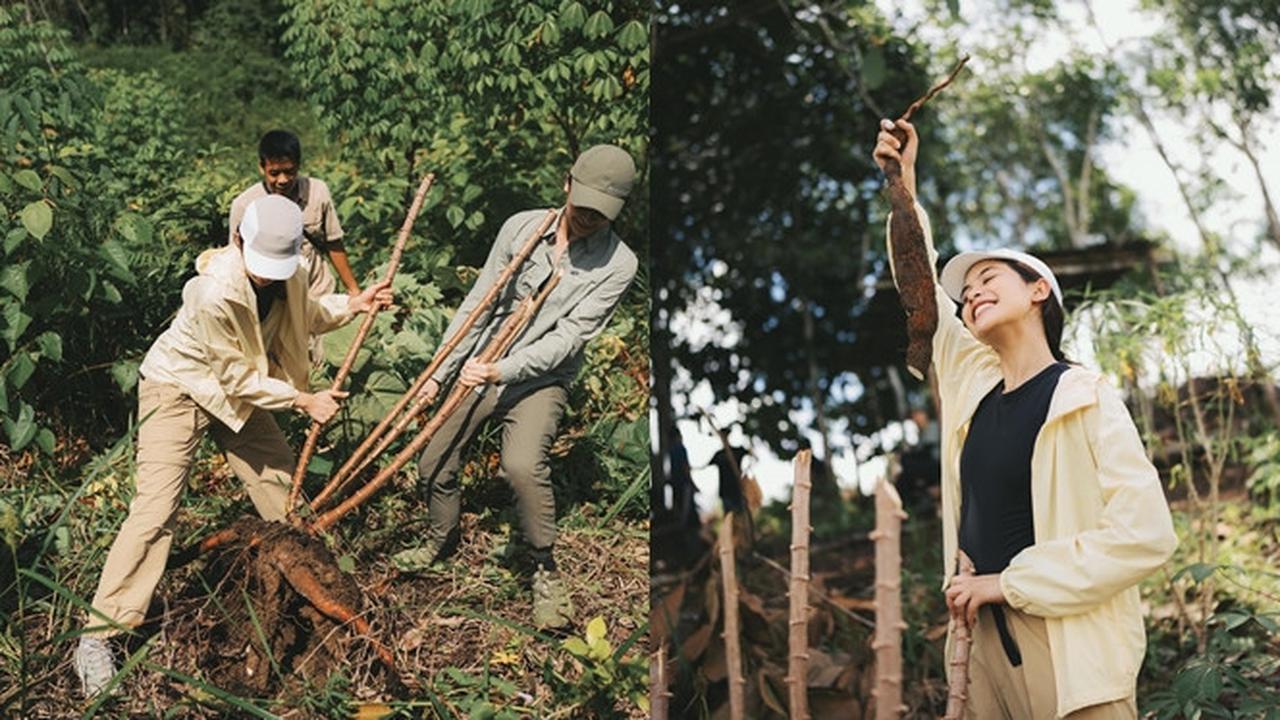 7 Potret Petualangan Maudy Ayunda di Sintang, Seru Panen Singkong