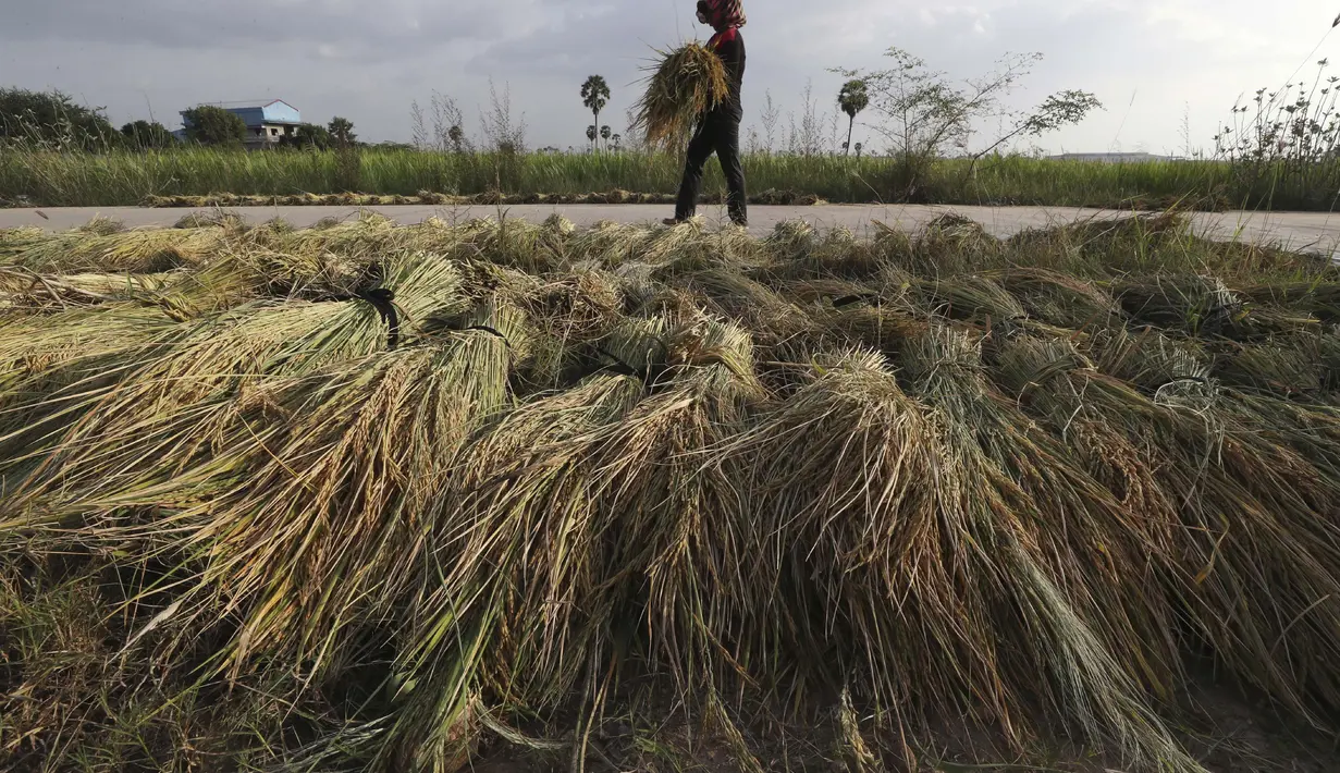 Seorang petani mencari batang padi untuk dikeringkan di trotoar selama musim panen di desa Svay Bork di luar Phnom Penh, Kamboja, Selasa (3/11/2020). Petani Kamboja mulai memanen padi setelah musim hujan. (AP Photo/Heng Sinith)