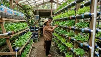 10 Tips agar Hidroponik Botol tanpa Pompa Tidak Cepat Kering