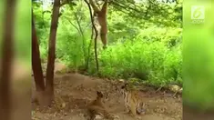 Kocak dan menggemaskan, aksi monyet menjahili dua anak harimau.