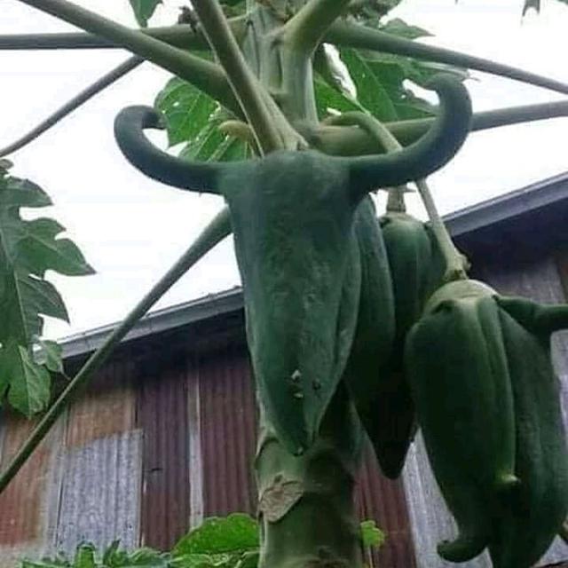 6 Potret Buah Berbentuk Layaknya Hewan Ini Curi Perhatian, Unik