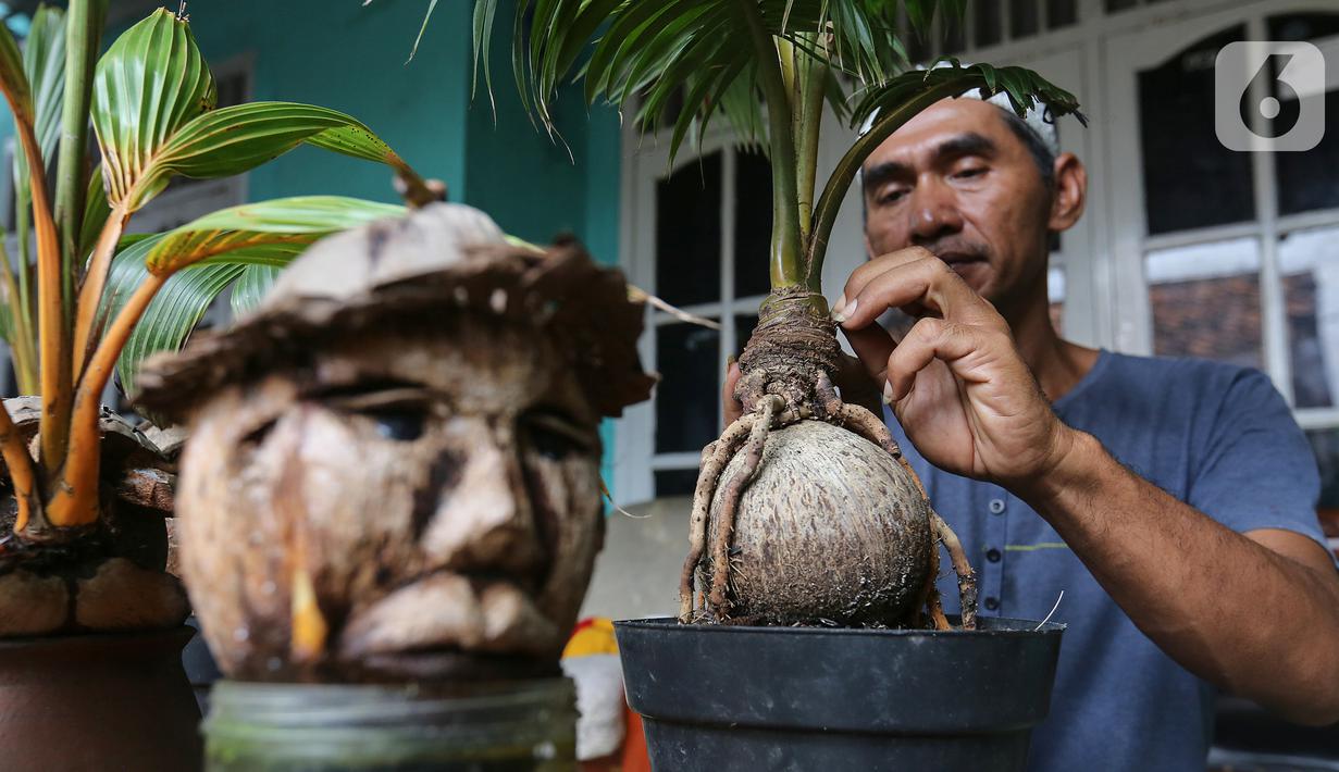 FOTO Unik Batok  Kelapa  Disulap Menjadi Bonsai  On Off 