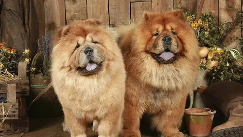 Harga shop tibetan mastiff