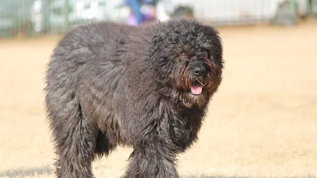 Bouvier des Flandres