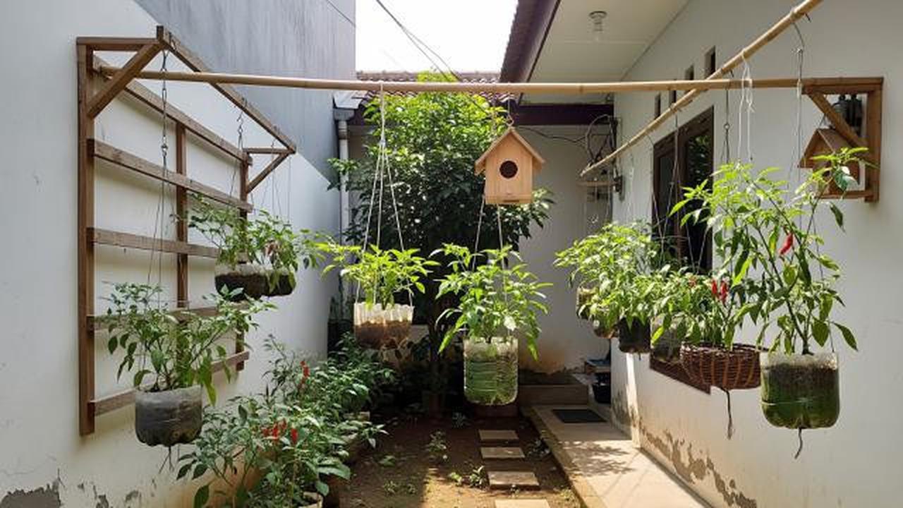 7 Ide Kebun Cabai Mini di Halaman Sempit Rumah Subsidi, Panen Melimpah di Lahan Terbatas