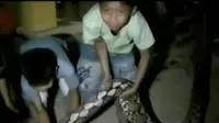 Ditemukannya belasan ular piton di Sulawesi Barat. (Liputan 6 SCTV)