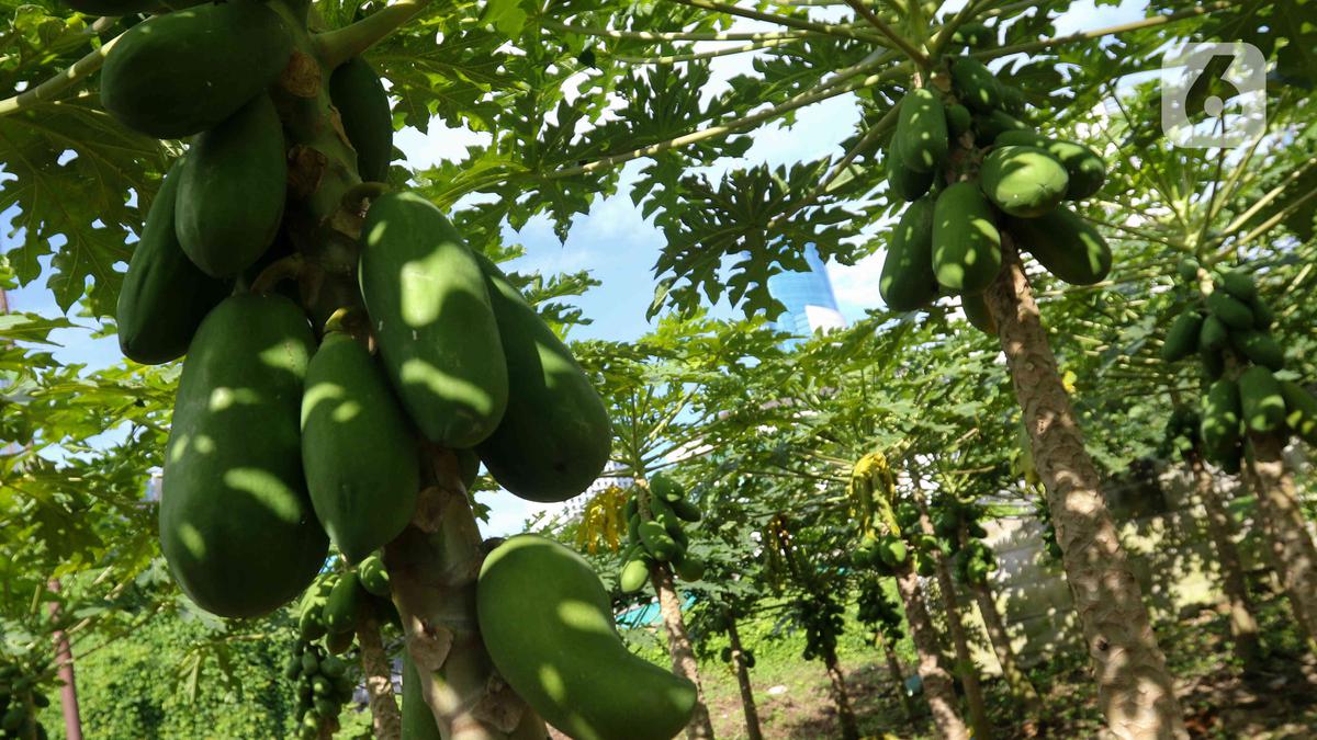 Rahasia Menanam Pepaya agar Tidak Jantan dan Berbuah Lebat