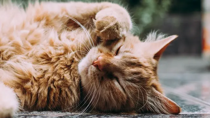 Cara Menangani Kucing yang Muntah