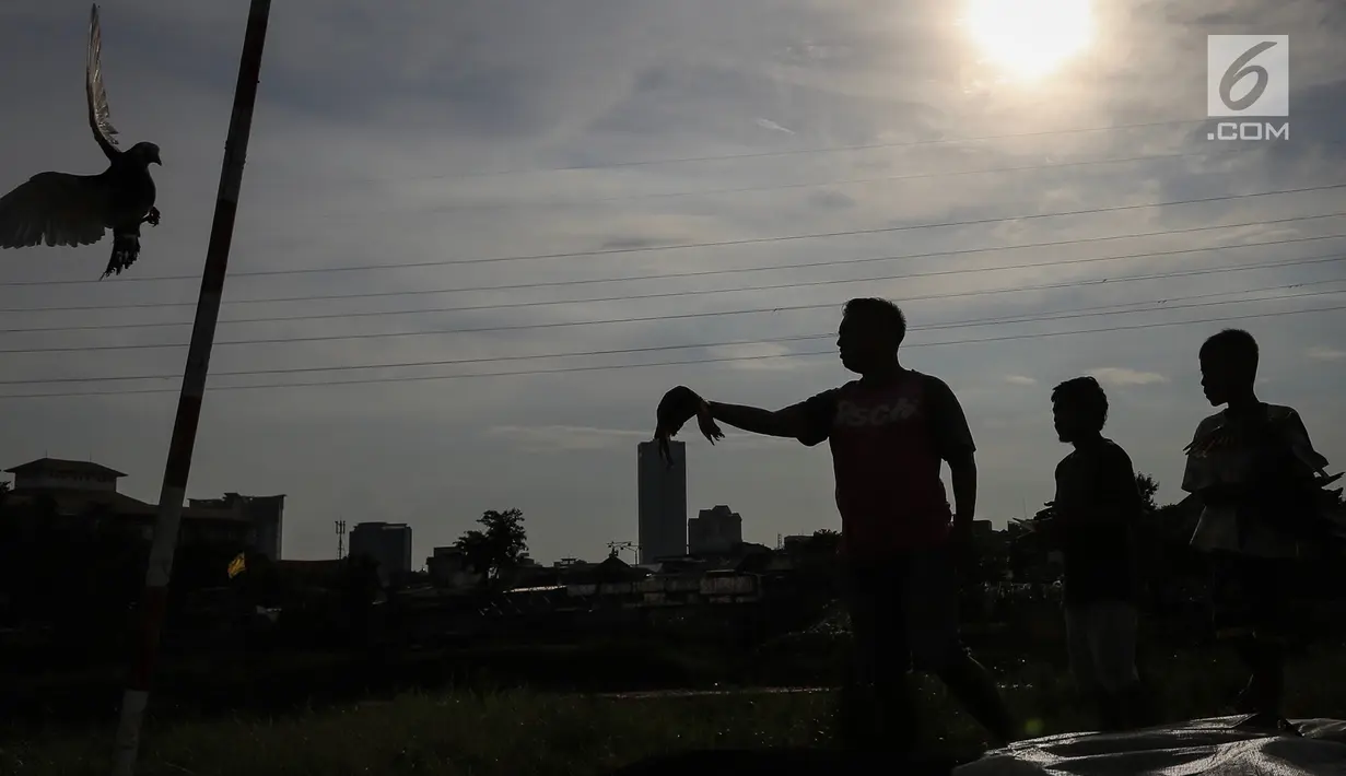 Warga berlatih burung dara kolong lapak tanggul di pesisir Banjir Kanal Barat, Petamburan, Tanah Abang, Jakarta, Rabu (27/2). Latihan yang digelar setiap sore ini diikuti sejumlah komunitas burung dara. (Liputan6.com/Fery Pradolo)