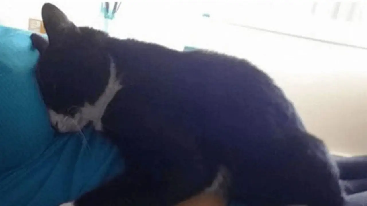 Panda, Si Kucing Lucu Penjaga Bayi