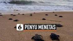 THUMBNAIL PENYU