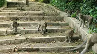 Piknik Lebaran Bersama Monyet-monyet di Cirebon 