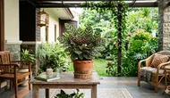 10 Cara Merawat Calathea agar Daunnya Tidak Menguning dan Tidak Mudah Kering