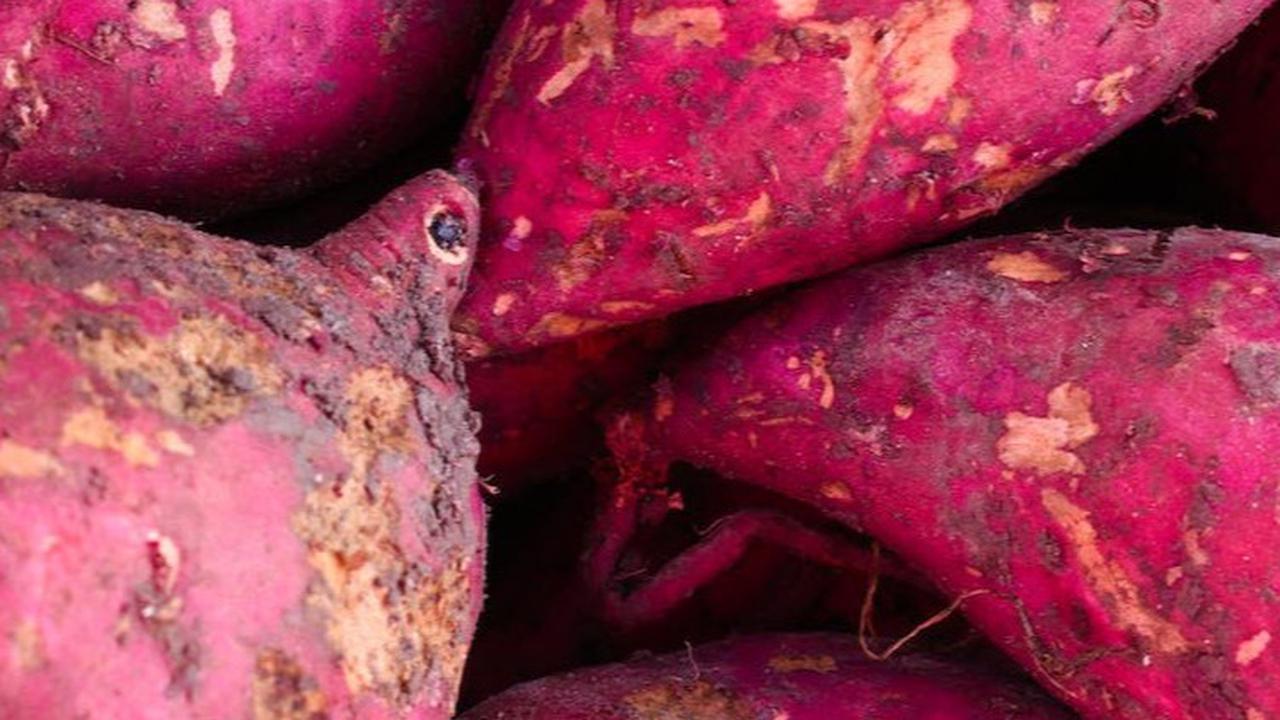 Begini Cara Merebus Ubi Ungu untuk Diet, Makanan Sehat Penuh Nutrisi