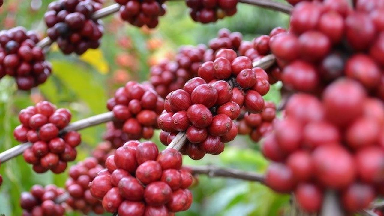 Konsumsi Kopi Tinggi, Ditjen Perkebunan Terus Berupaya Dongkrak Produksi Kopi