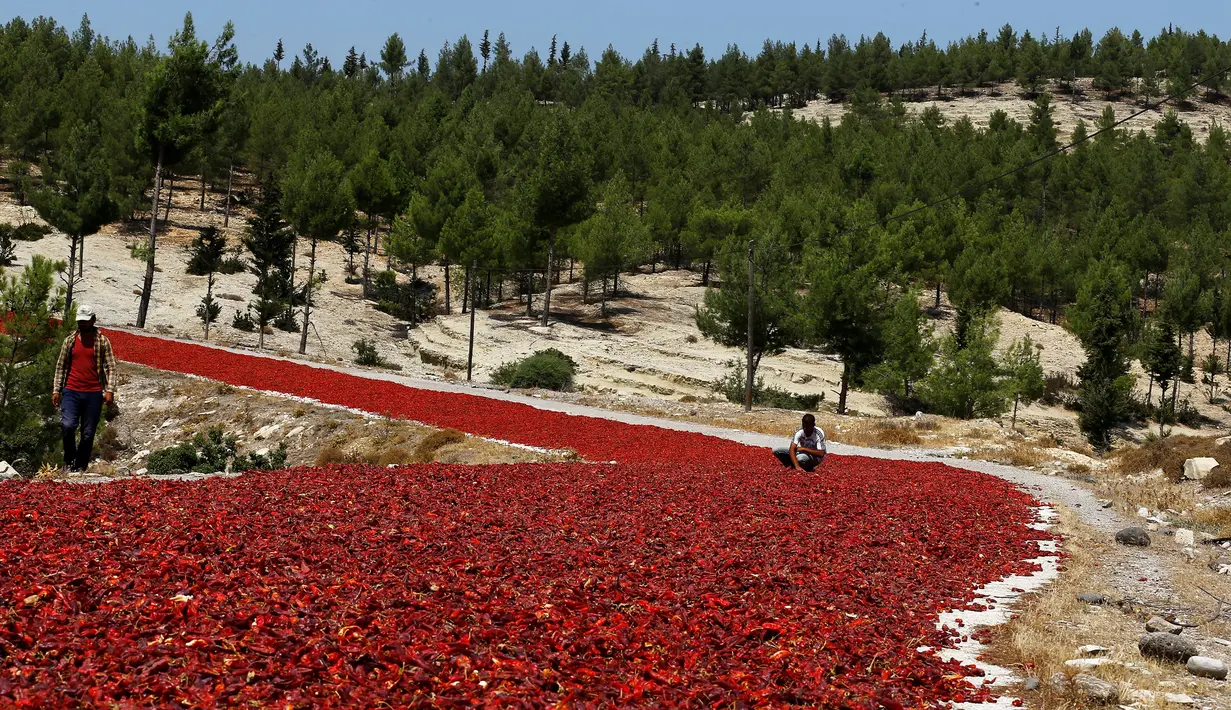 Petani memeriksa cabai yang tengah dijemur di jalan raya di Provinsi Kilis, Turki (29/8). Jalan raya di Provinsi Kilis berubah menjadi merah akibat penuh dengan cabai yang dijemur oleh petani. (REUTERS/Umit Bektas)