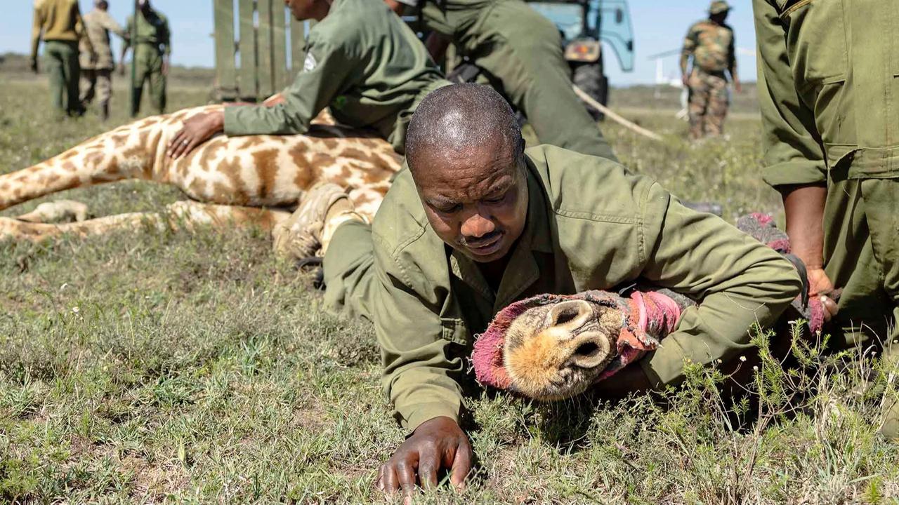 FOTO: Operasi Penyelamatan Jerapah Masai di Tengah Kerusakan Habitat
