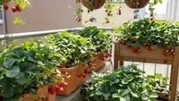 7 Pohon Buah yang Tumbuh Subur di Balkon Lantai 2, Paparan Matahari Jadi Kunci