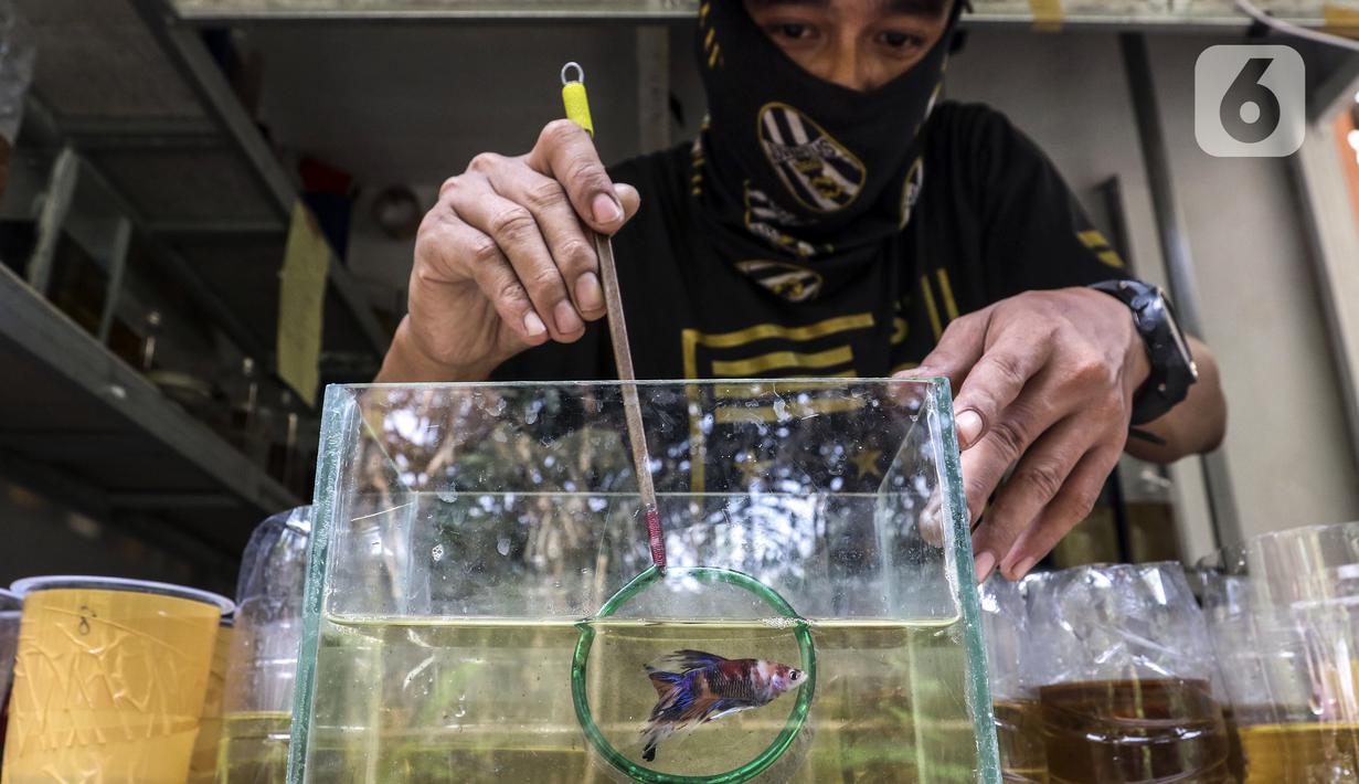 Pekerja memilah ikan cupang hias saat melakukan perawatan di Galeri Simprug Betta Fish, Jakarta, Jumat (7/8/2020). Ikan cupang hias yang dipasarkan melalui platform digital tersebut bahkan belum bisa memenuhi permintaan pasar ekspor untuk Asia dan Eropa. (Liputan6.com/Johan Tallo)