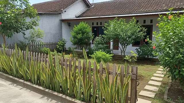 Lidah Mertua untuk Menutup Ruang Terbuka Dekat Pagar