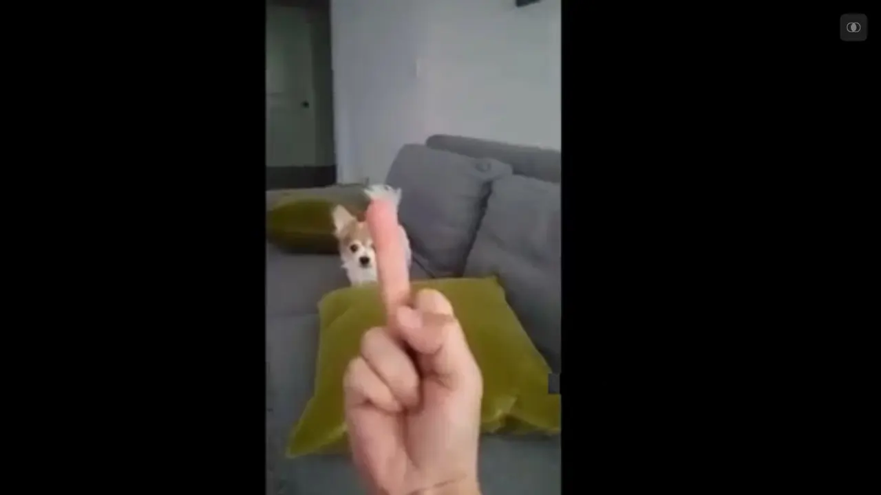 Anjing Marah