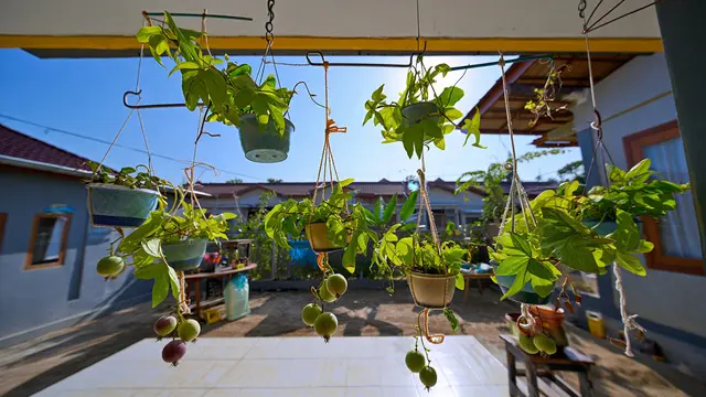 Pot Gantung Markisa