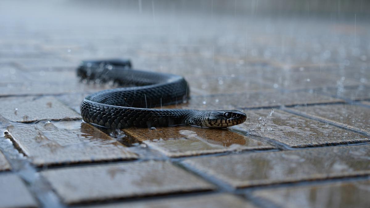 6 Cara Aman Mengusir Ular saat Musim Hujan, Mudah Dilakukan