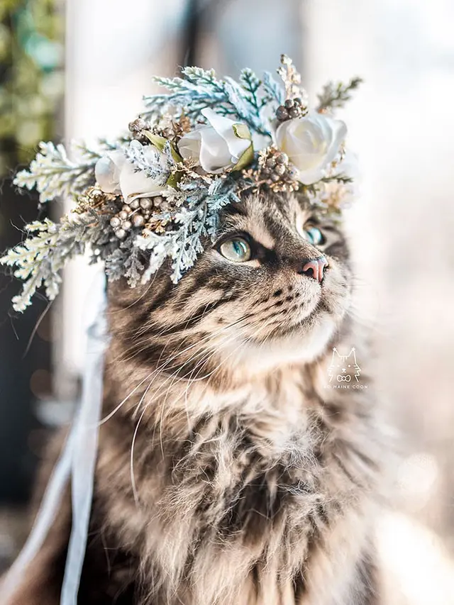 Bikin Tambah Imut, Berikut 10 Potret Hewan dengan Flower Crown