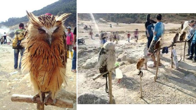 Netizen Sedih Soal Nasib Burung Hantu di Dieng - Lifestyle ...