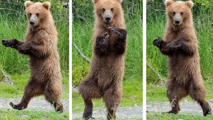 Terkenal Ganas, Beruang Ternyata Hewan yang Bodoh