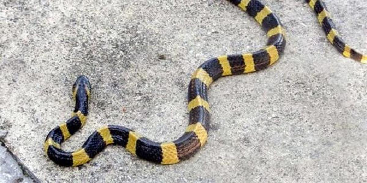 7 Ular Berbisa yang Sering Masuk Perumahan dan Cara Aman Menanganinya