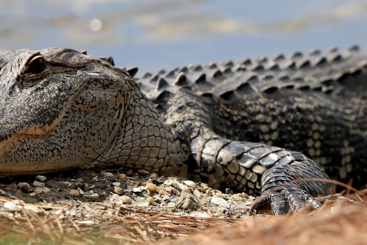 Buaya Liar di Pantai Ujung Genteng