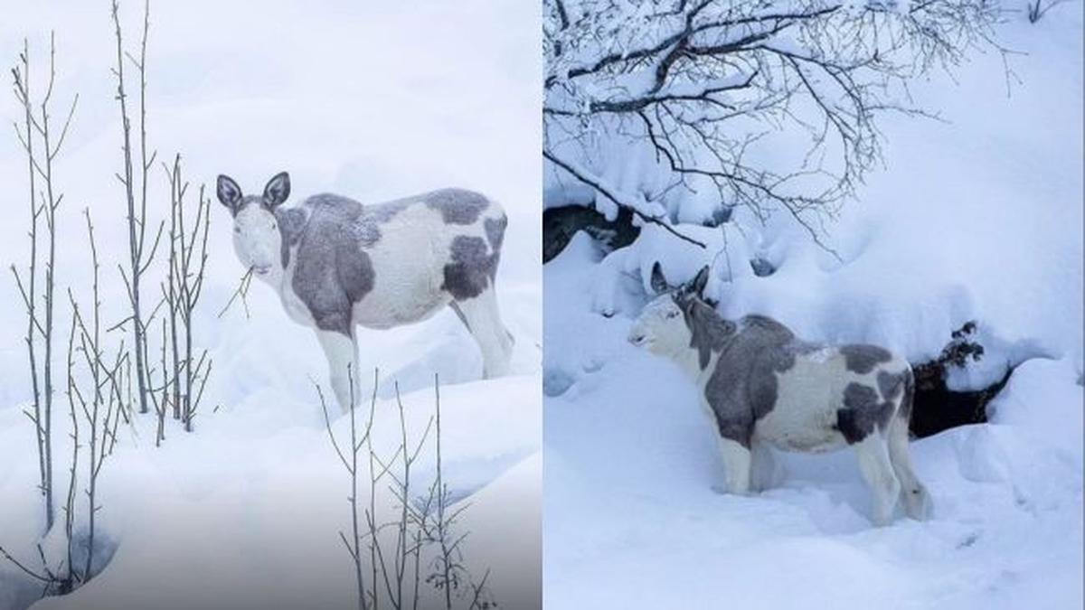 Moose Piebald Muncul di Norwegia, Rusa Langka yang Akhirnya Dapat Dijumpai