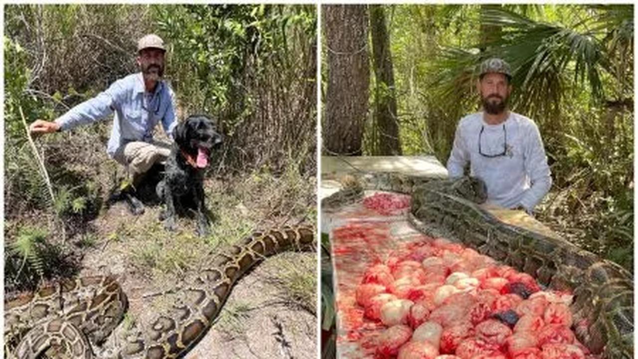 Ular Piton Raksasa yang Mampu Makan Buaya Terbunuh, Perutnya Berisi 60 ...