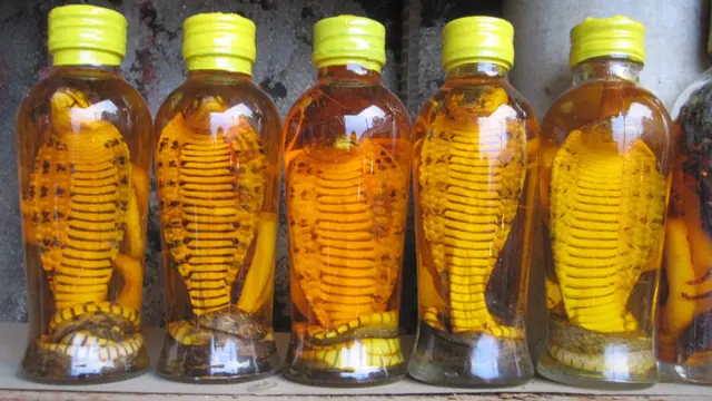 Kuliner - vietnam - snake wine