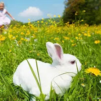 Mungkin ini juga yang kamu pertanyakan, kenapa kelinci dan telur erat kaitannya dengan perayaan Paskah? Temukan jawabannya di sini. 