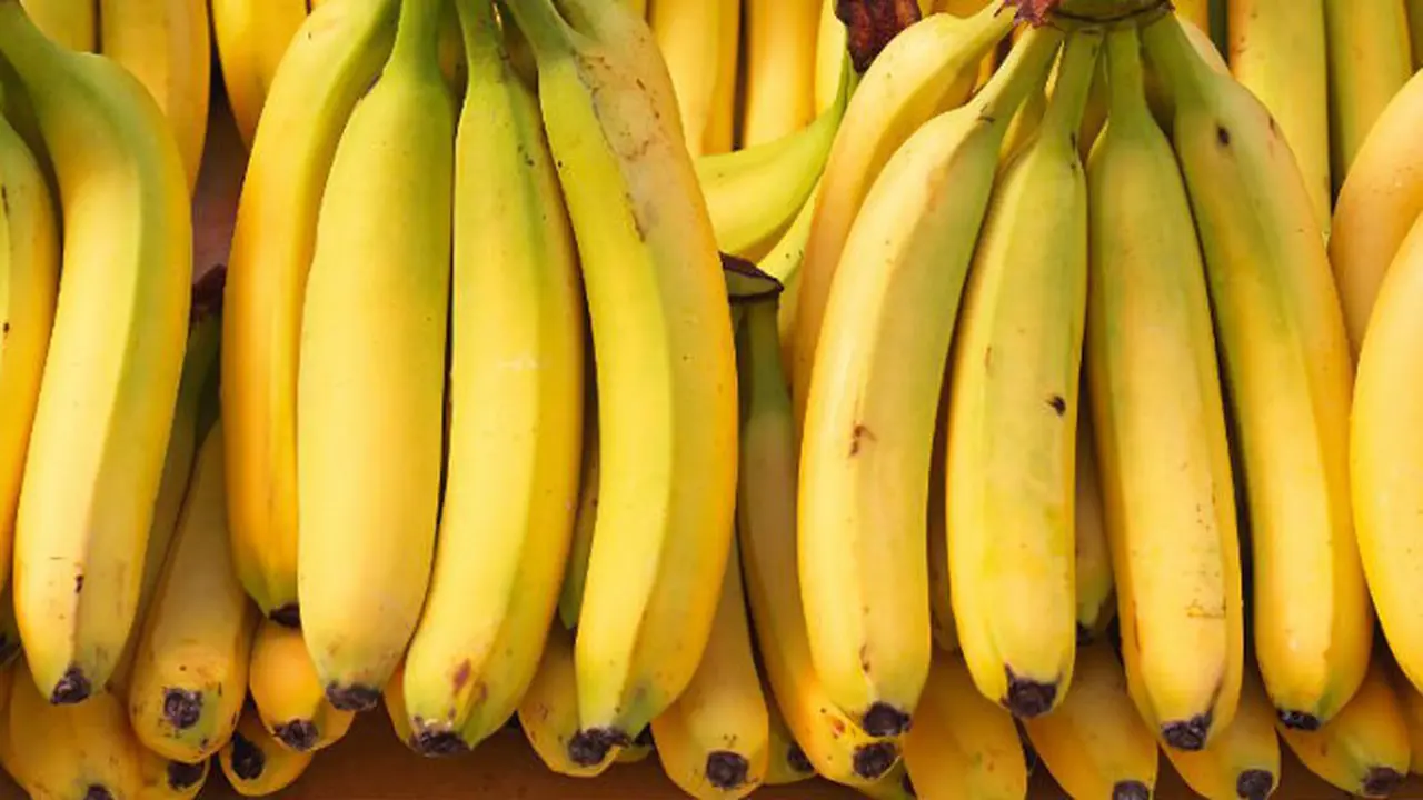Pisang Terancam Punah, Ada Solusinya?