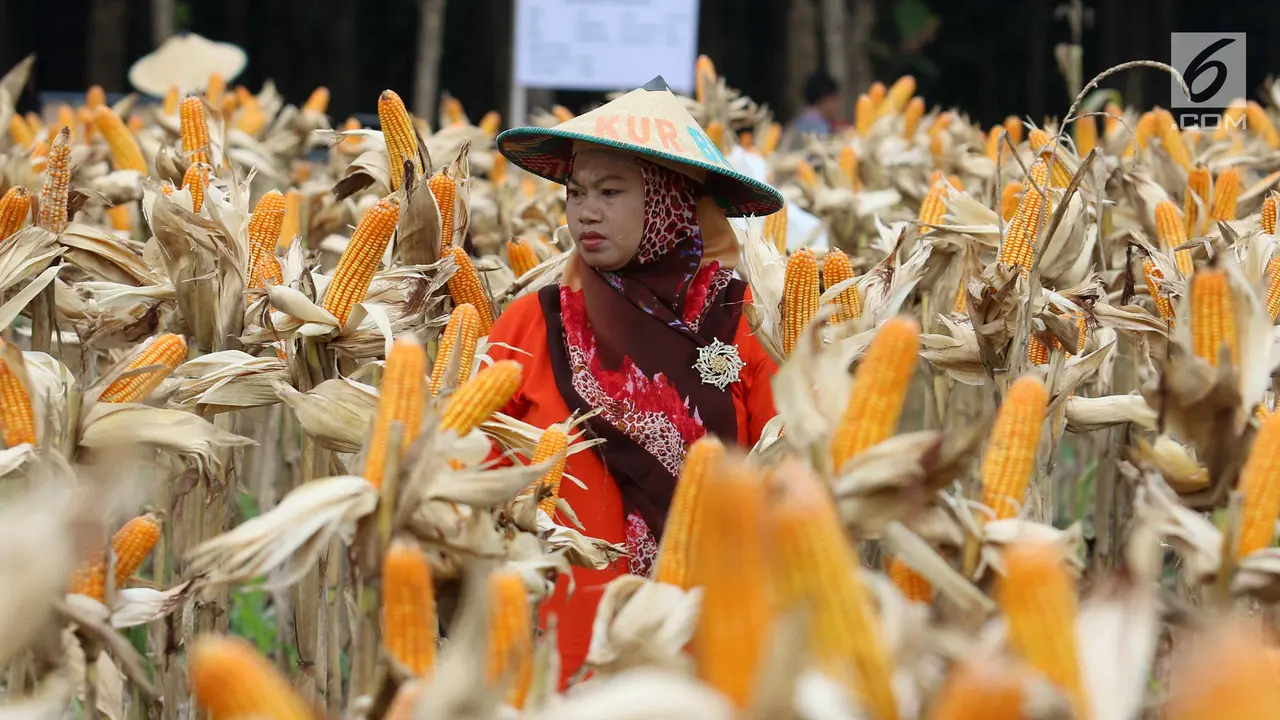 Panen Raya, Petani Tuban Hasilkan 33,7 Ton Jagung