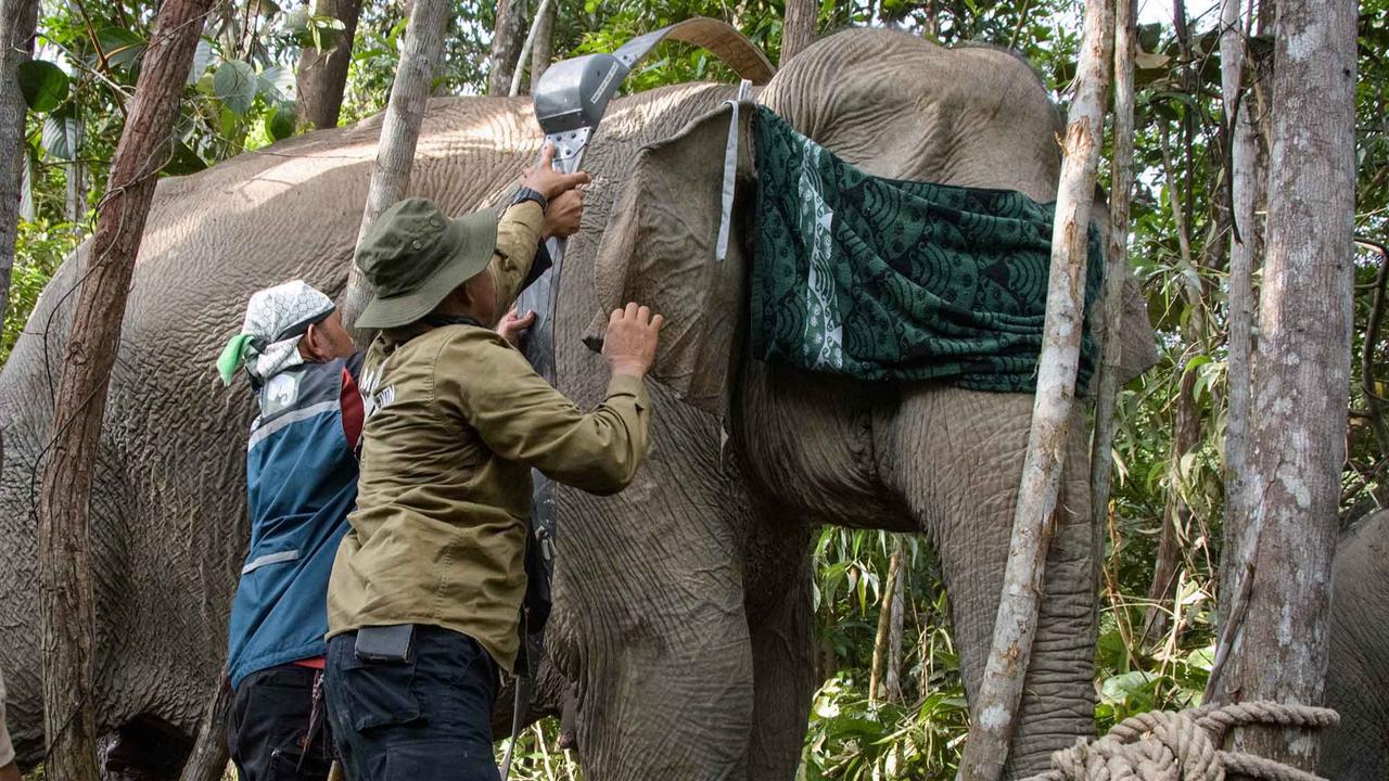 FOTO: Kalung GPS untuk Gajah Liar, Langkah Kecil untuk Menyelamatkan Gajah Sumatera