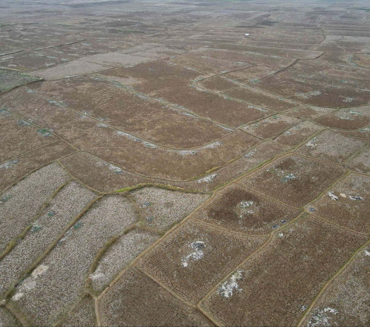 Foto udara memperlihatkan hamparan luas areal persawahan yang kering kerontang di Desa Ridogalih, Cibarusah, Kabupaten Bekasi, Jawa Barat, Rabu (1/11/2023).&nbsp;Fenomena El Nino membuat musim kemarau di Indonesia berlangsung lebih panjang dari biasanya.