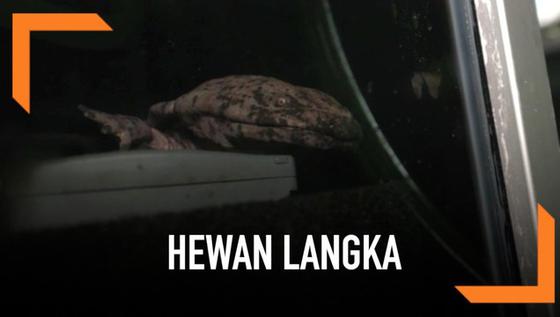 VIDEO: Amfibi Terbesar Dunia Dipamerkan di Kebun Binatang London