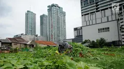 Petani memanen timun suri di Jakarta, Selasa (30/5). Timun suri tersebut dijual seharga Rp7.000-Rp30.000 per buah. (Liputan6.com/Gempur M Surya)