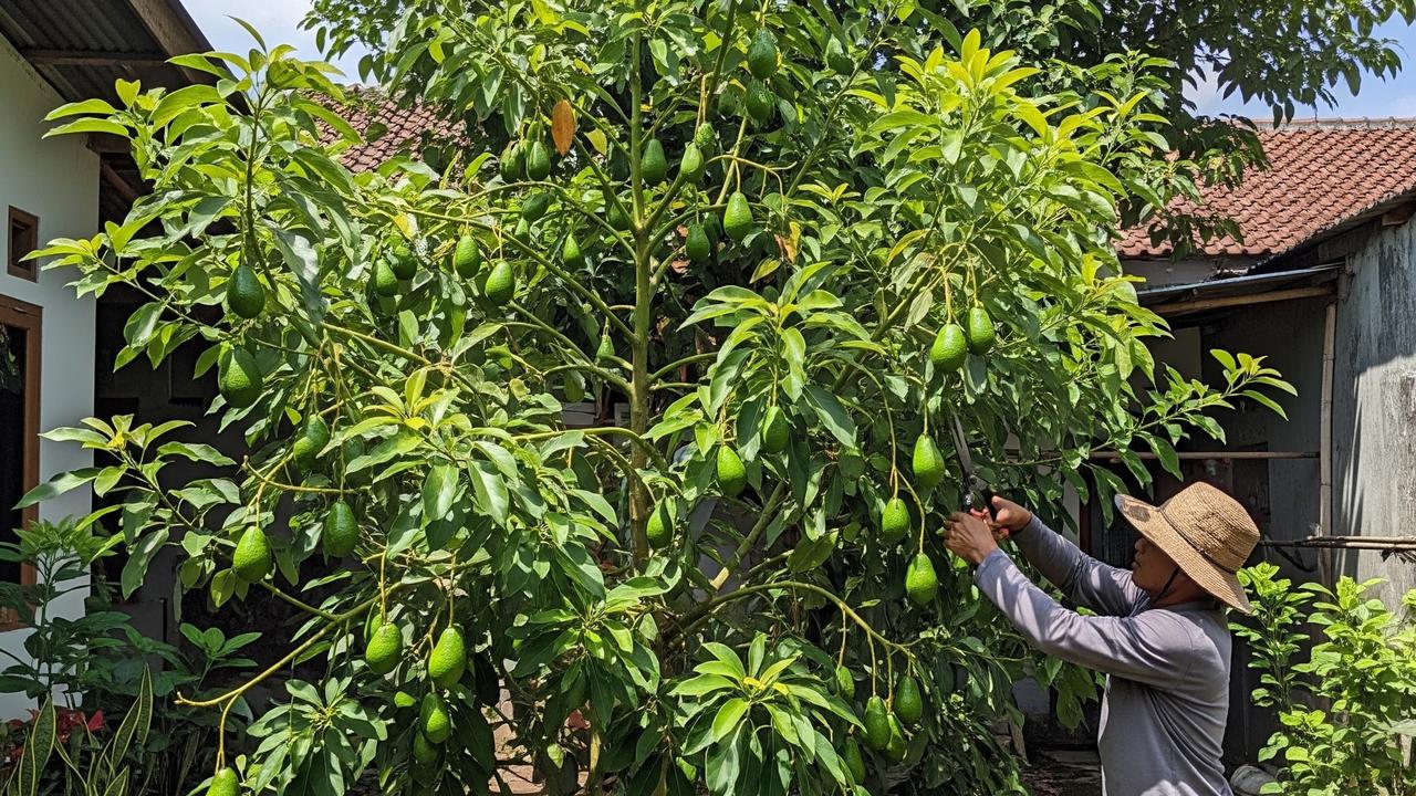9 Cara Memangkas Pohon Alpukat agar Cepat Berbuah dan Tidak Menjulang