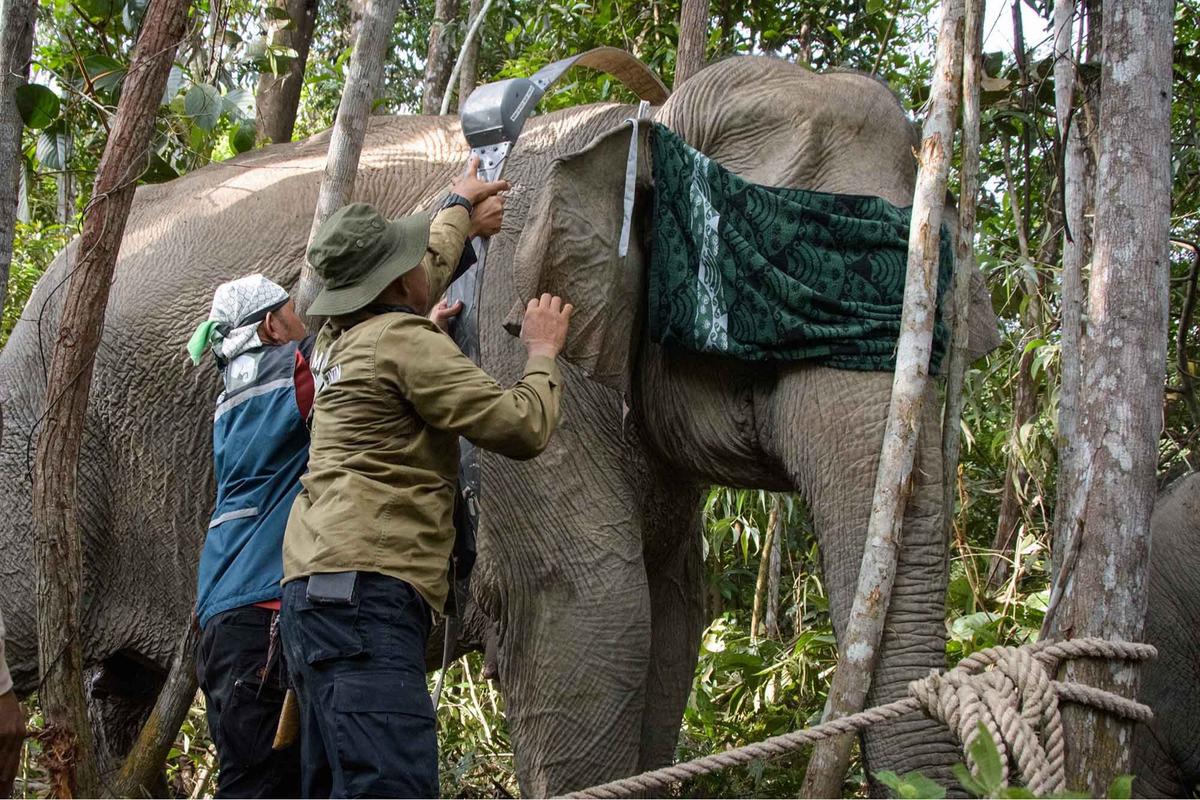 FOTO: Kalung GPS untuk Gajah Liar, Langkah Kecil untuk Menyelamatkan Gajah Sumatera