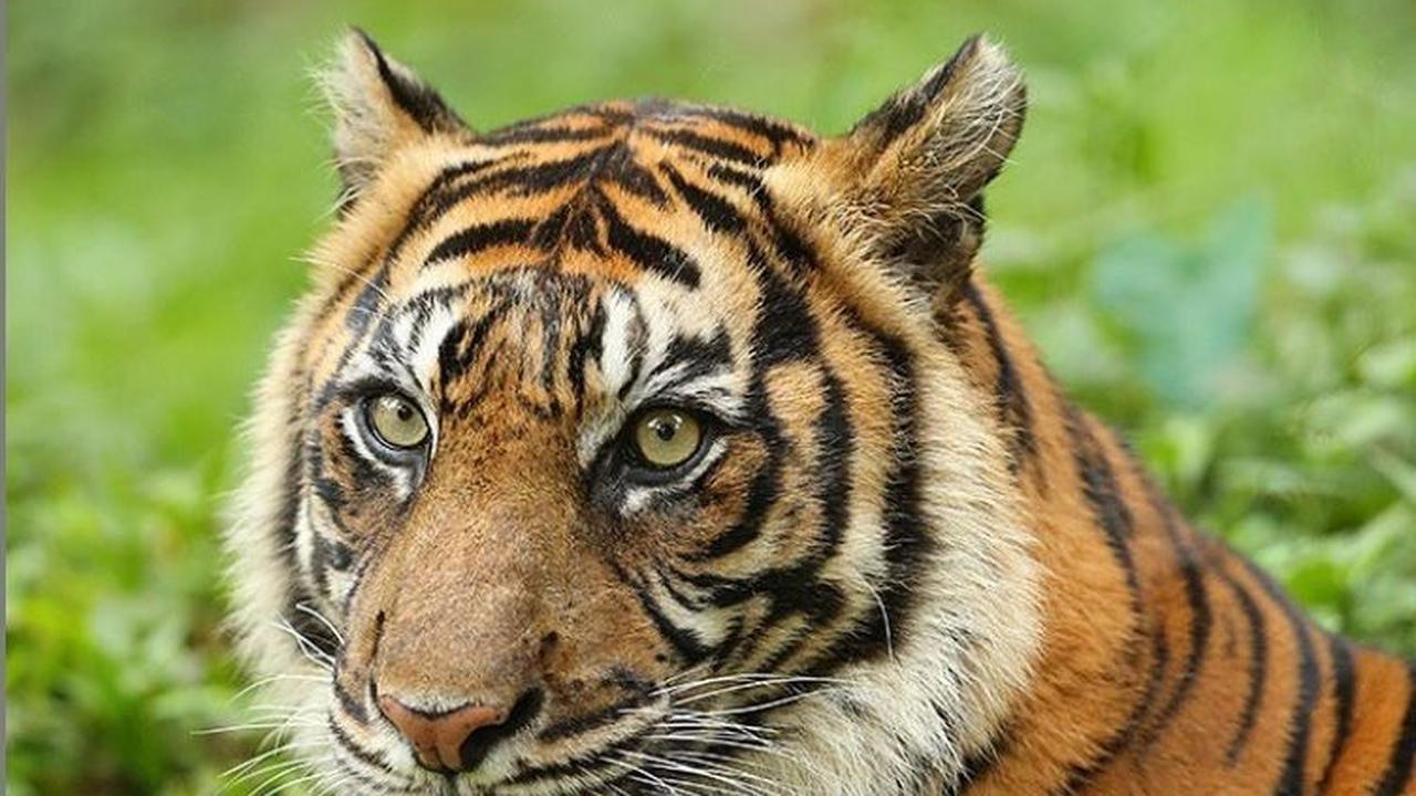 Bulu harimau sumatra merupakan bagian yang sering dijadikan objek buruan. Selain itu ada juga yang membunuh mereka hanya demi kesenangan semata. Belum lagi pengalihan hutan menjadi ladang dan pemukiman membuat habitat mereka tergusur.