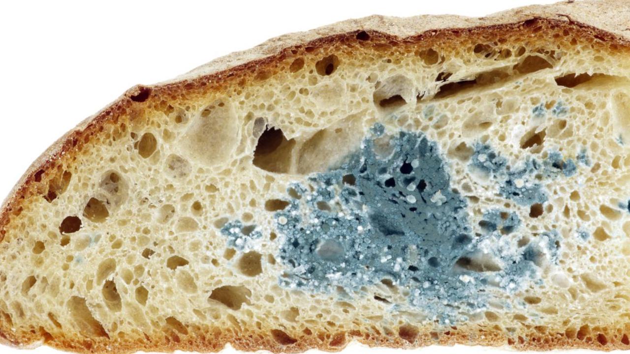 Roti Berjamur, Dimakan atau Dibuang? Ini Tips Menyimpannya agar Tidak Cepat Rusak
