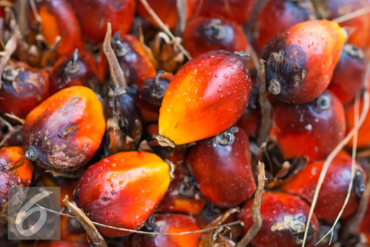 20160308-Ilustrasi-Kelapa-Sawit-iStockphoto
