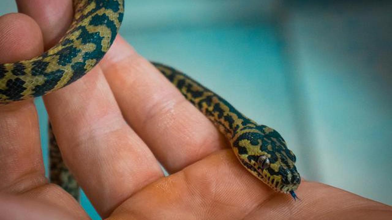 9 Tanda Kehadiran Anakan Ular di Halaman Rumah, Patut Waspada