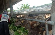 Dulu Sentra Nasional, Inseminasi Buatan Kerbau Lebak Digenjot untuk Capai Swasembada Daging